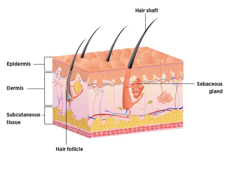 Layers of the skin diagram