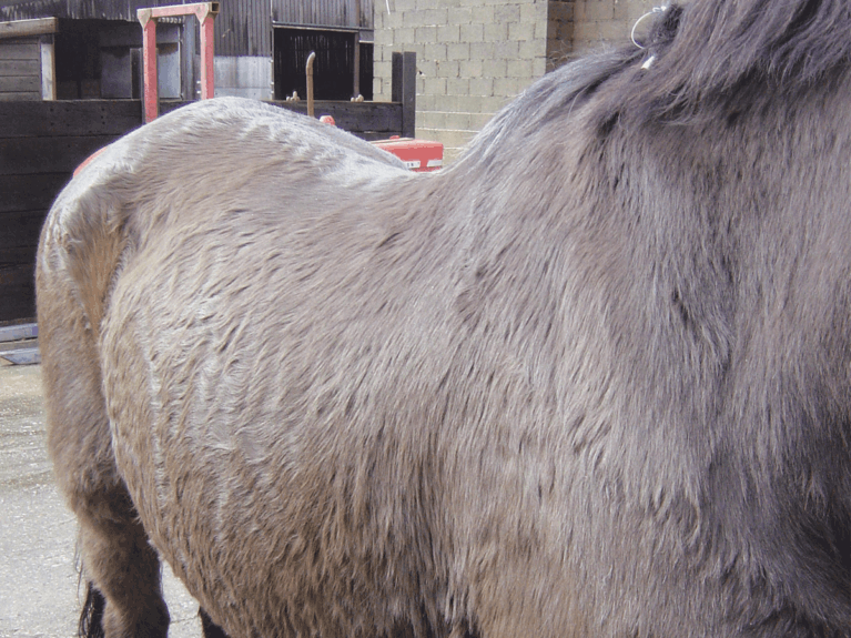 Horse with curly coat showing signs of shushing's disease