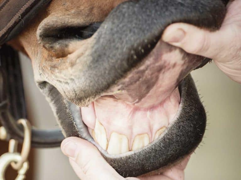 Checking horse's gums