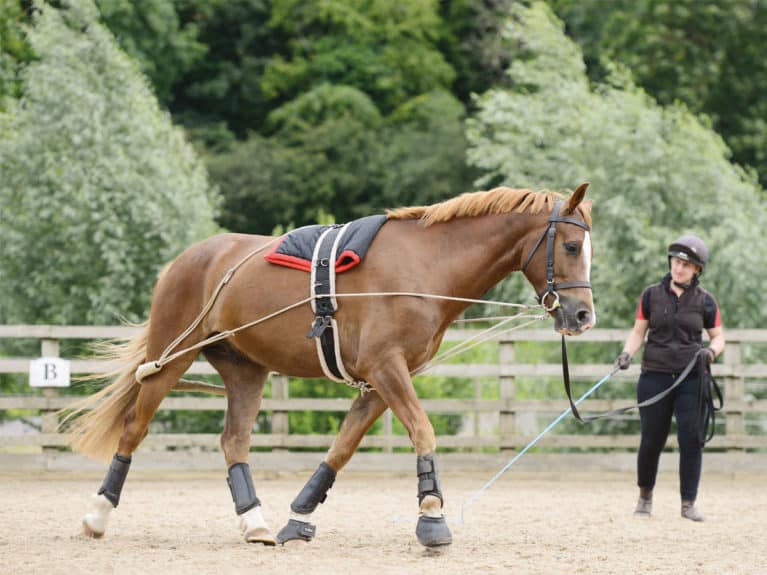 Horse being lunged in a Pessoa to help with kissing spines