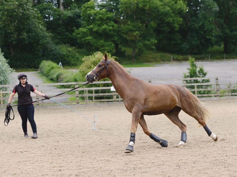 Horse with kissing spine being lunged showing signs of discomfort