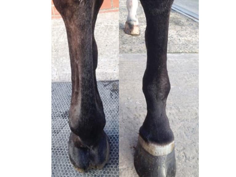 Horse legs with splints