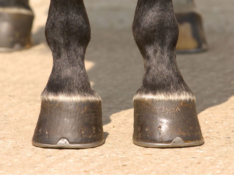 Looking at a horse's hooves for confirmation