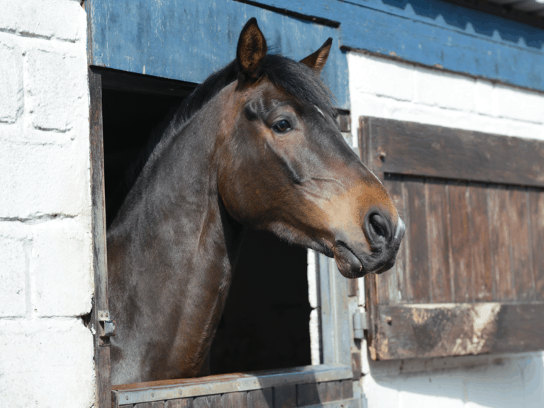 The livery yard equine character who's a drama queen