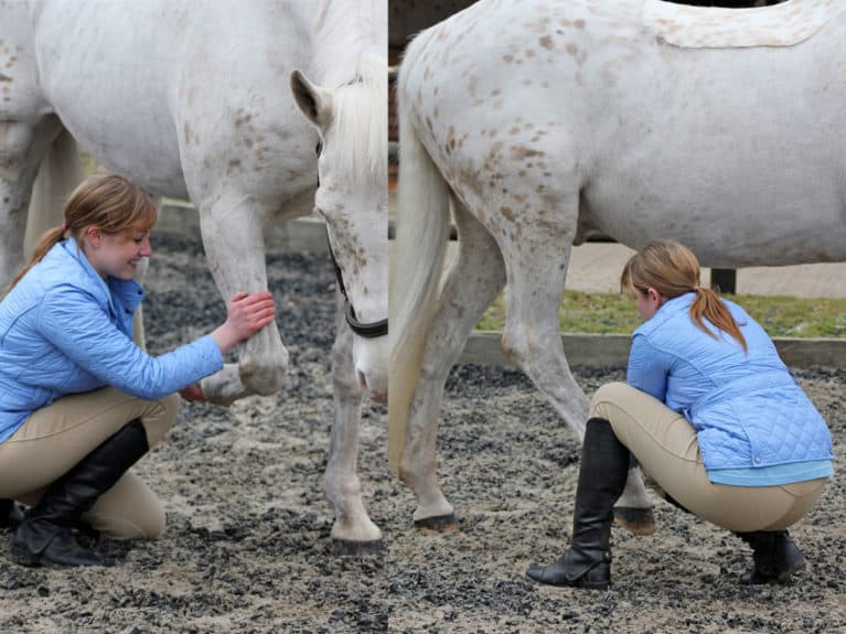 Horse stretch for the legs