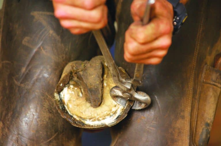 Horse's hoof being trimmed