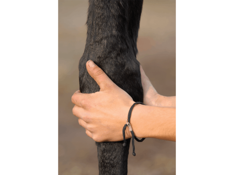 Checking horses legs for signs of arthritis