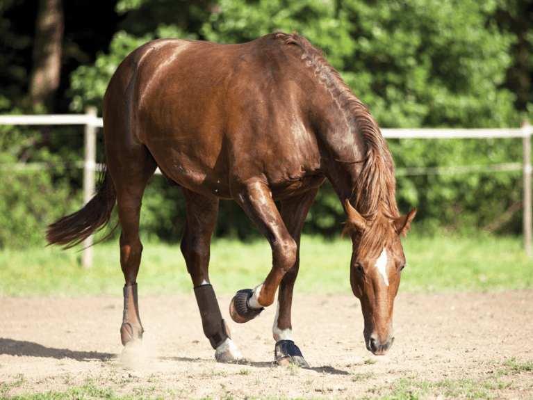 Horse and hard ground