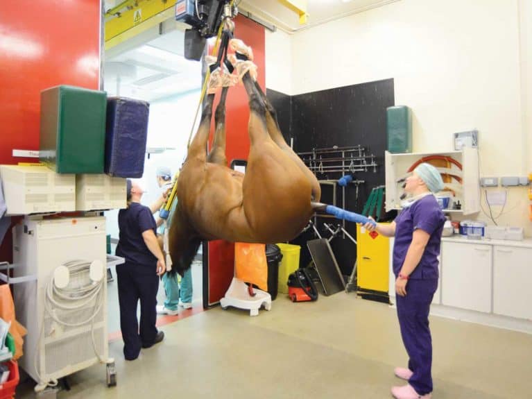 Horse Colic Surgery