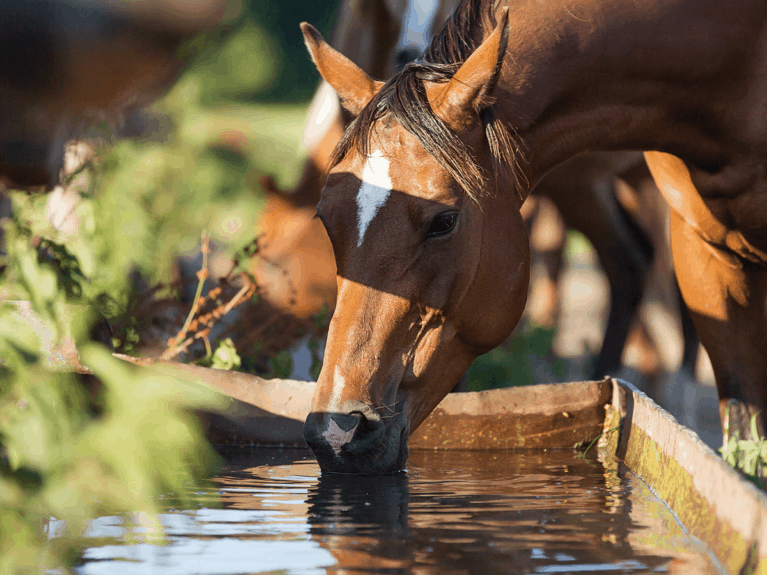 Horse drinking from trough
