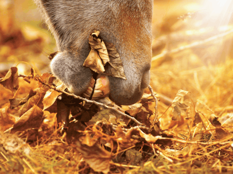 Horse Grazing Fallen Leaves