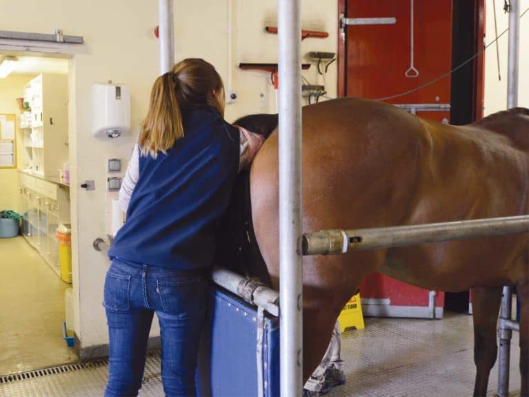 Horse Rectal Examination