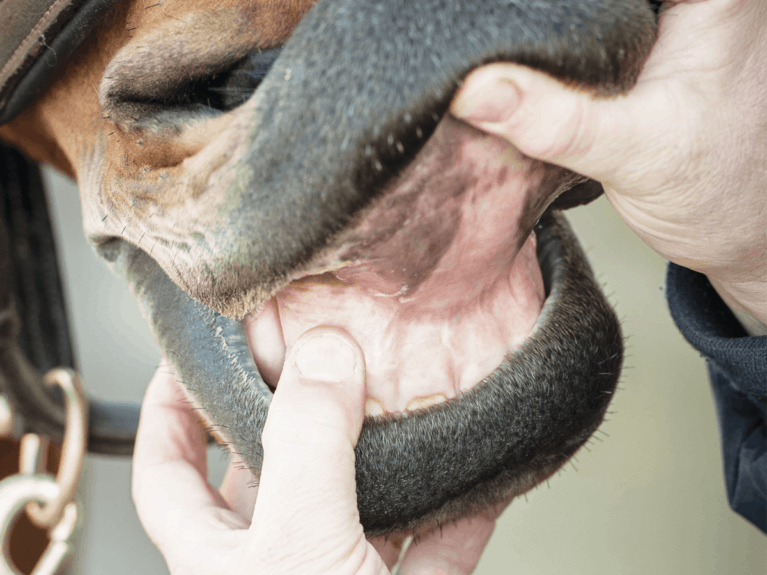 Checking horse's gums for hydration levels