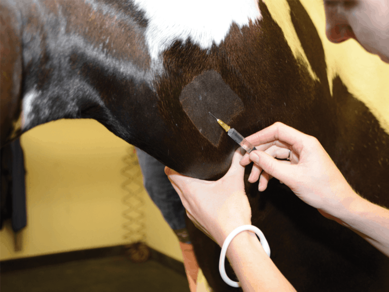 Vet injecting a horse