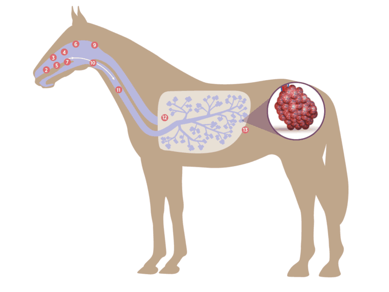 Diagram of horse's respiratory system