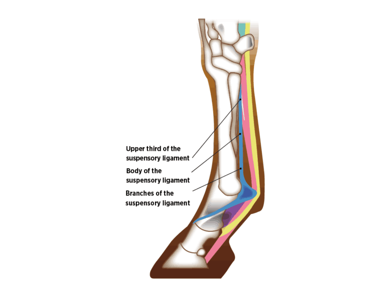 Diagram of the Suspensory Ligament in a horse