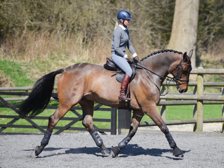 Warm up your horse properly before a working hunter class