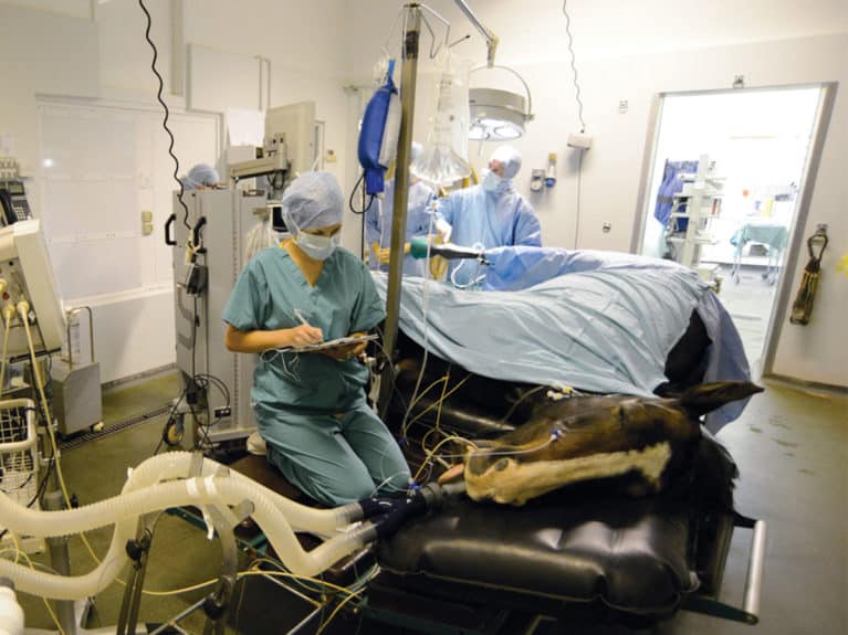 Horse under general anaesthetic