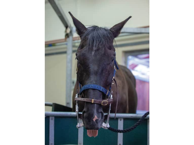Horse sedated for dentistry work