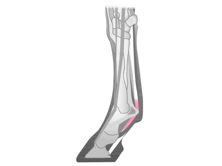 deep digital flexor tendon injury in the pastern and fetlock region of a horse