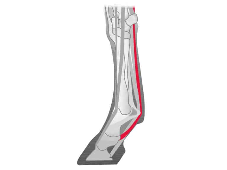 superficial digital flexor tendon in a horse