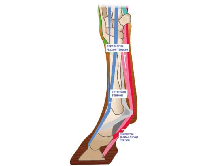 Tendons of the lower leg of the horse
