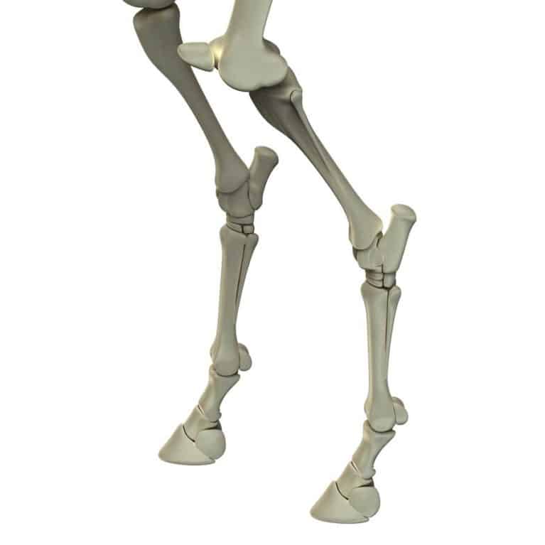 Skeletal representation of horse's leg