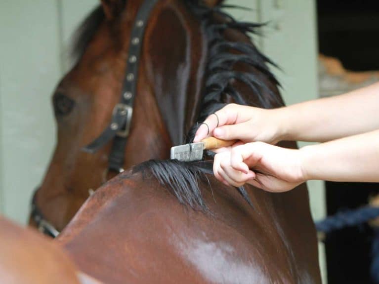 Getting horse ready for a show