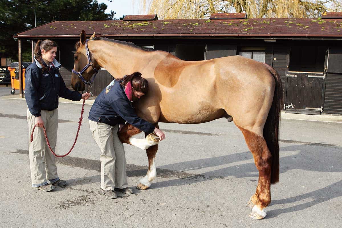 Horse being flexed