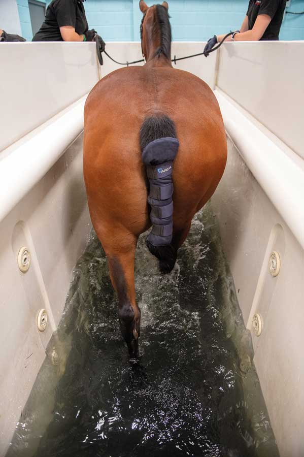 horse on a water treadmill