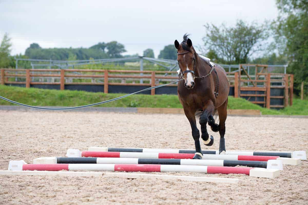lungeing horse over trotting poles