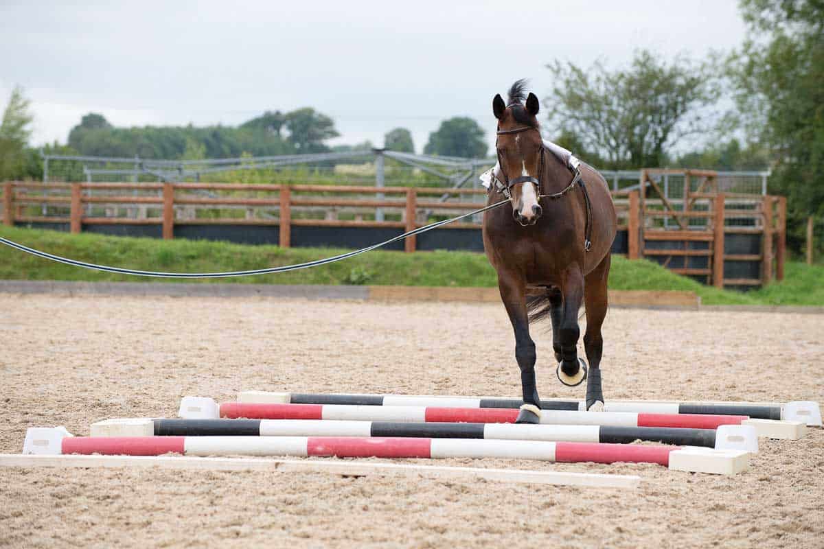 Lungeing over straight poles