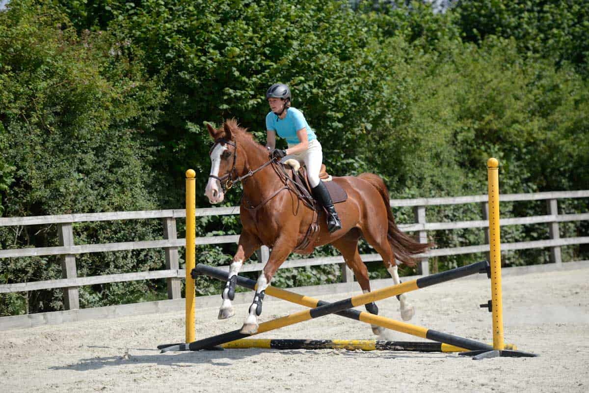 Horse jumping small cross-pole