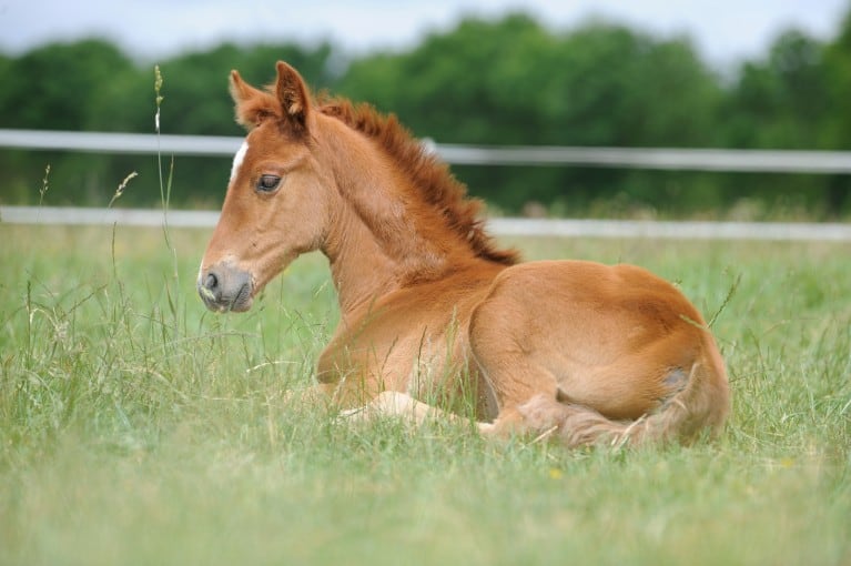 Remember the Horse that almost killed the Foal - He re-trained