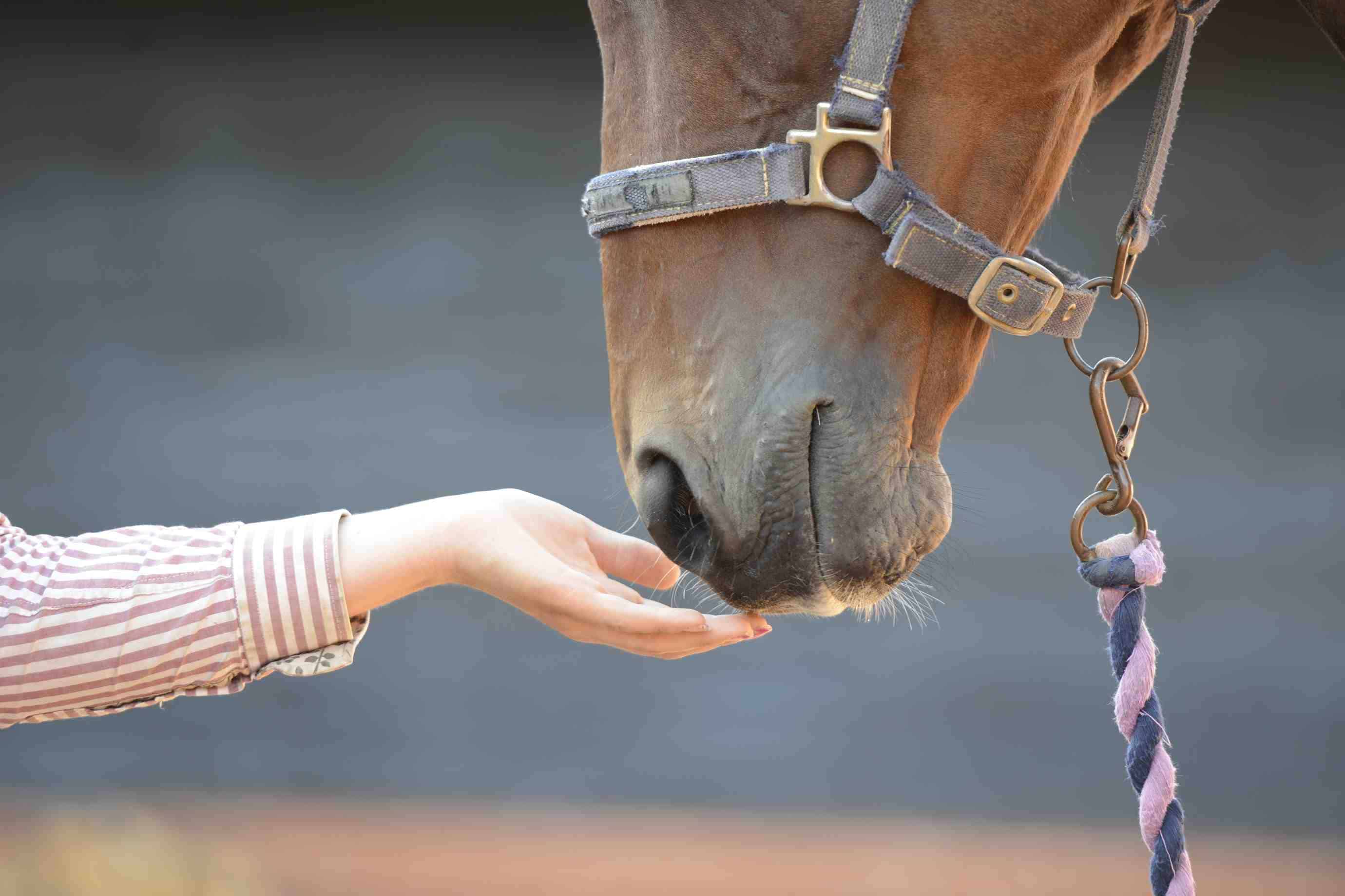 Feeding limestone flour to my horse for added nutrients, is this  beneficial? | Horse and Rider