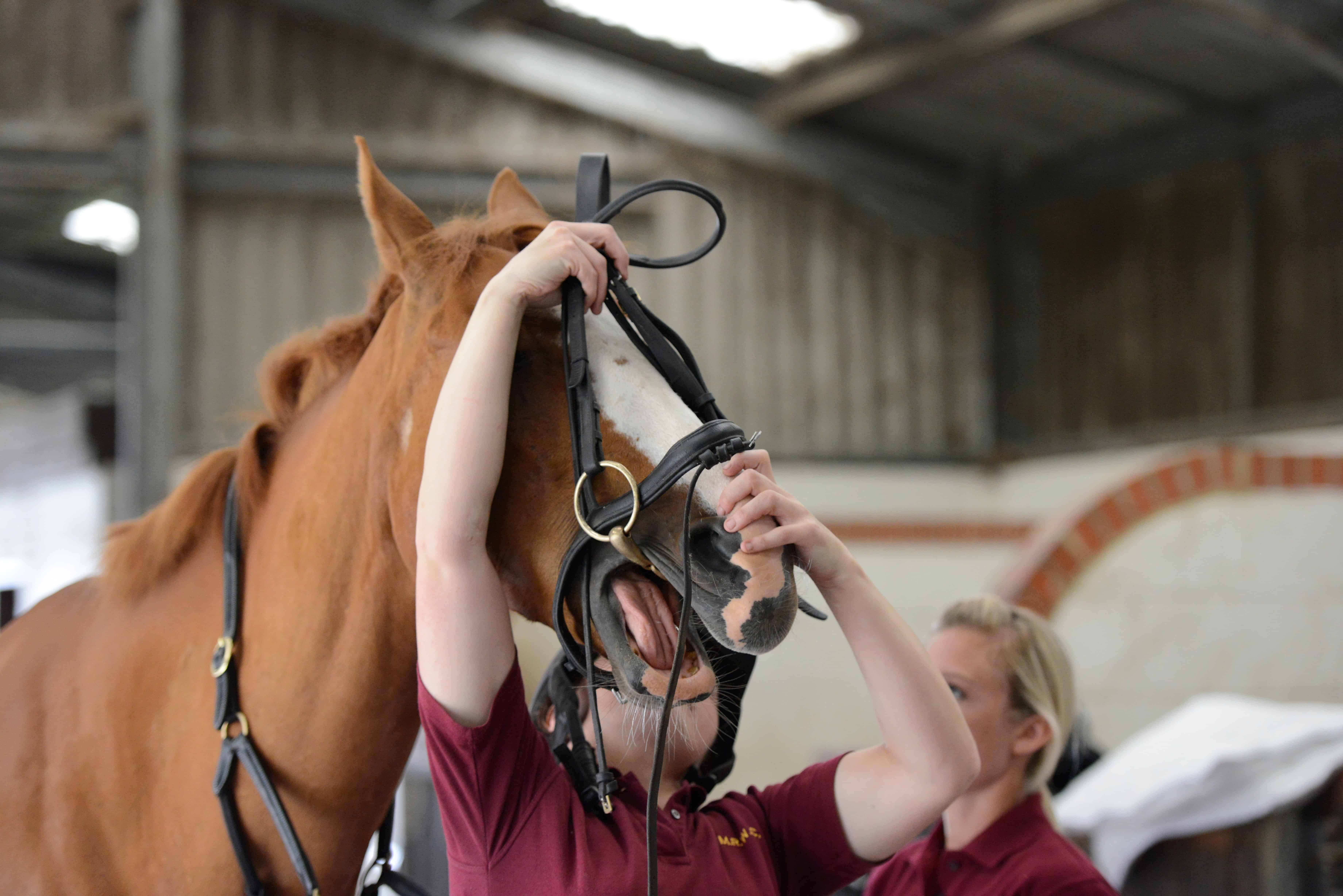 Tips for introducing the bit to young horses? Horse and Rider