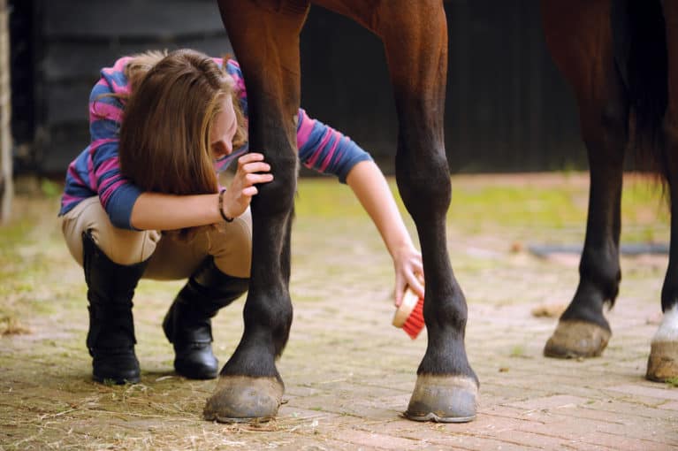 21 Marvelous Long-Haired Horses (With Feathered Legs)