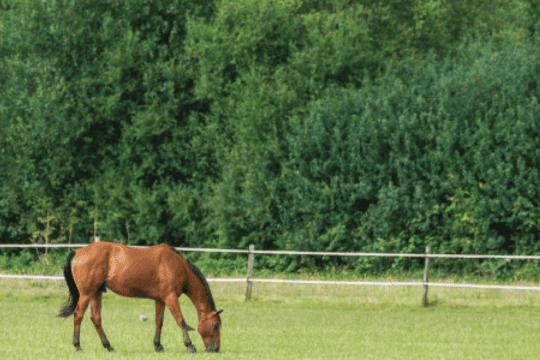 All about equine gastric ulcers