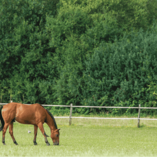 All about equine gastric ulcers