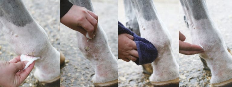 trattamento della febbre del fango sulle gambe di un cavallo