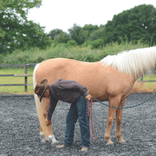 Make your horse easy to handle with Warwick Schiller