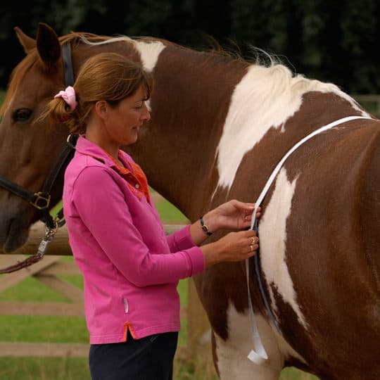Overweight horses are four times more likely to develop laminitis