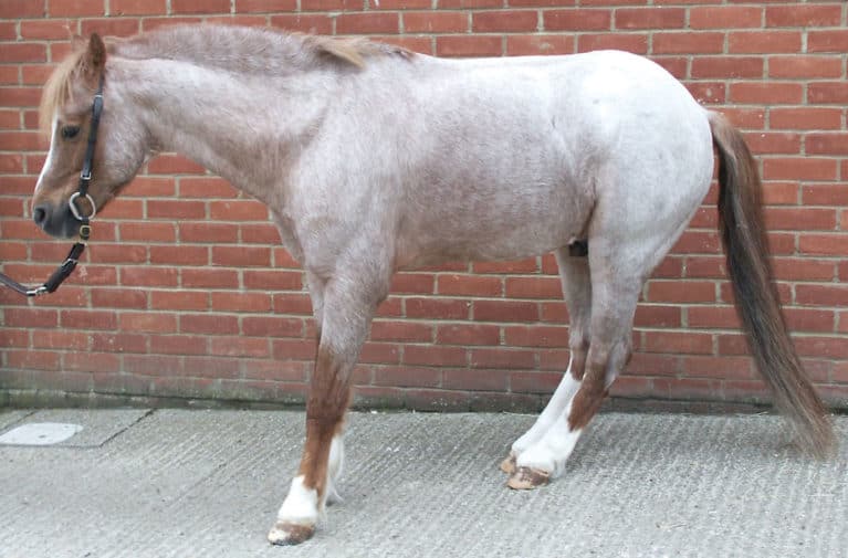 Laminitis