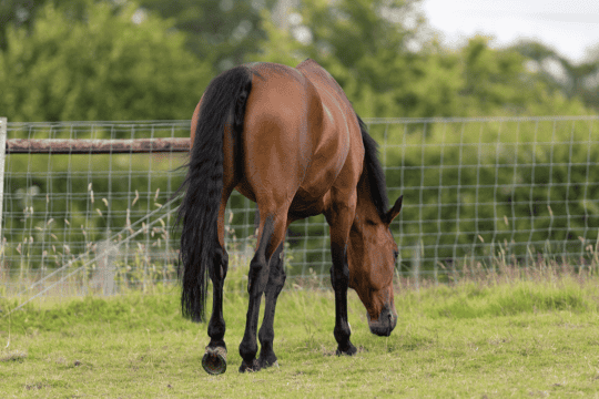 28-things-you-need-to-know-about-laminitis