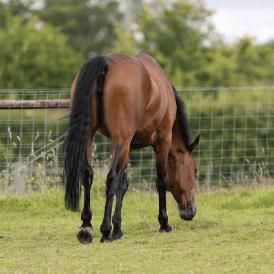 28-things-you-need-to-know-about-laminitis