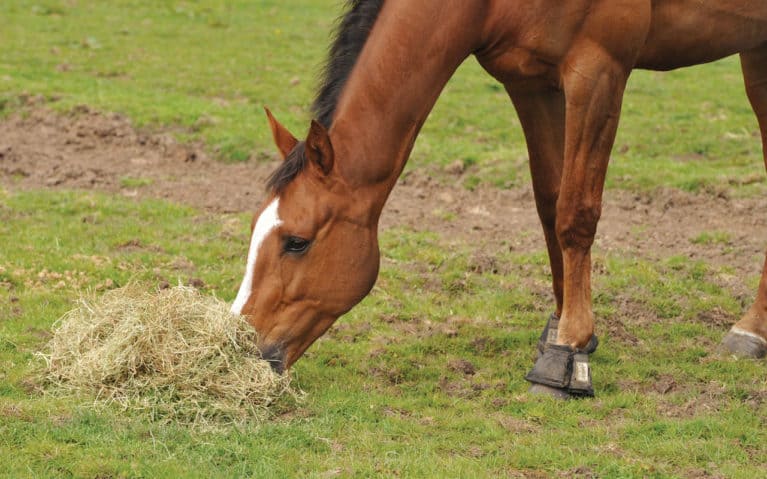 Hay vs haylage – what’s best for your horse?