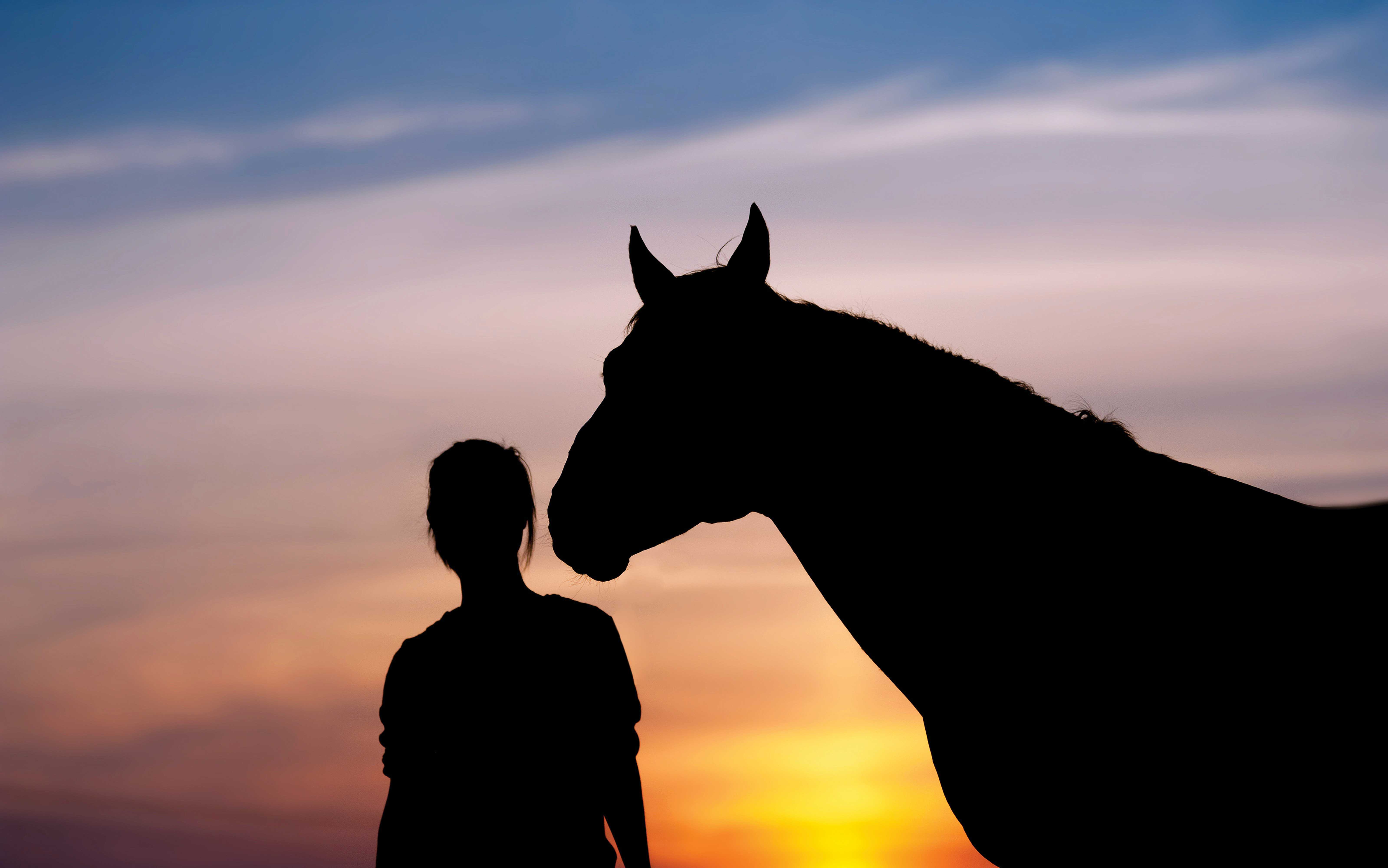 When to Put an Arthritic Horse down  : Making the Heart-Wrenching Decision