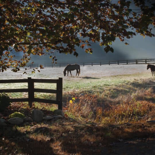 Autumn-Laminitis