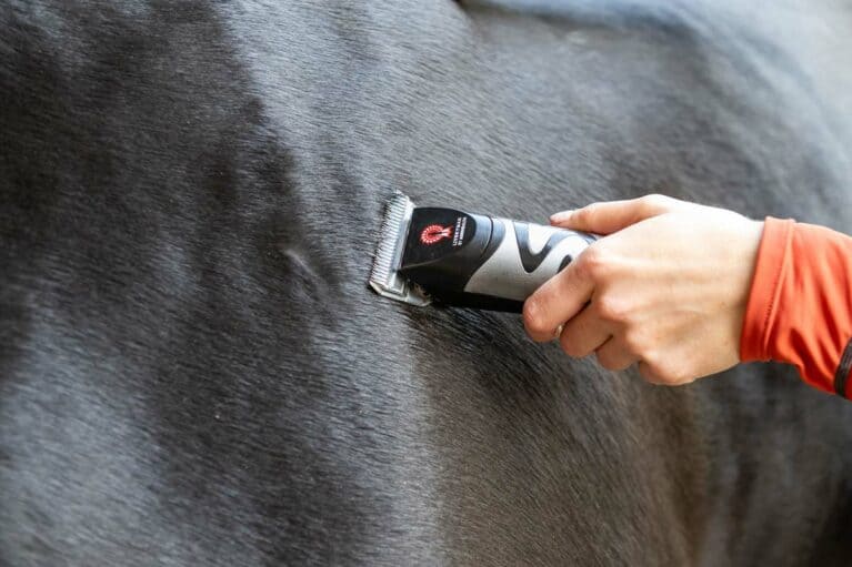Clipping a horse