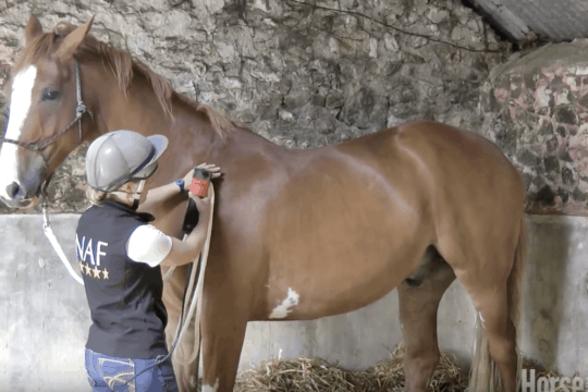 Emma Massingale – How to teach your horse to be clipped